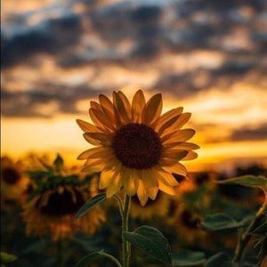 Meet your Posher, Chloe